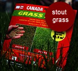    STOUT GRASS